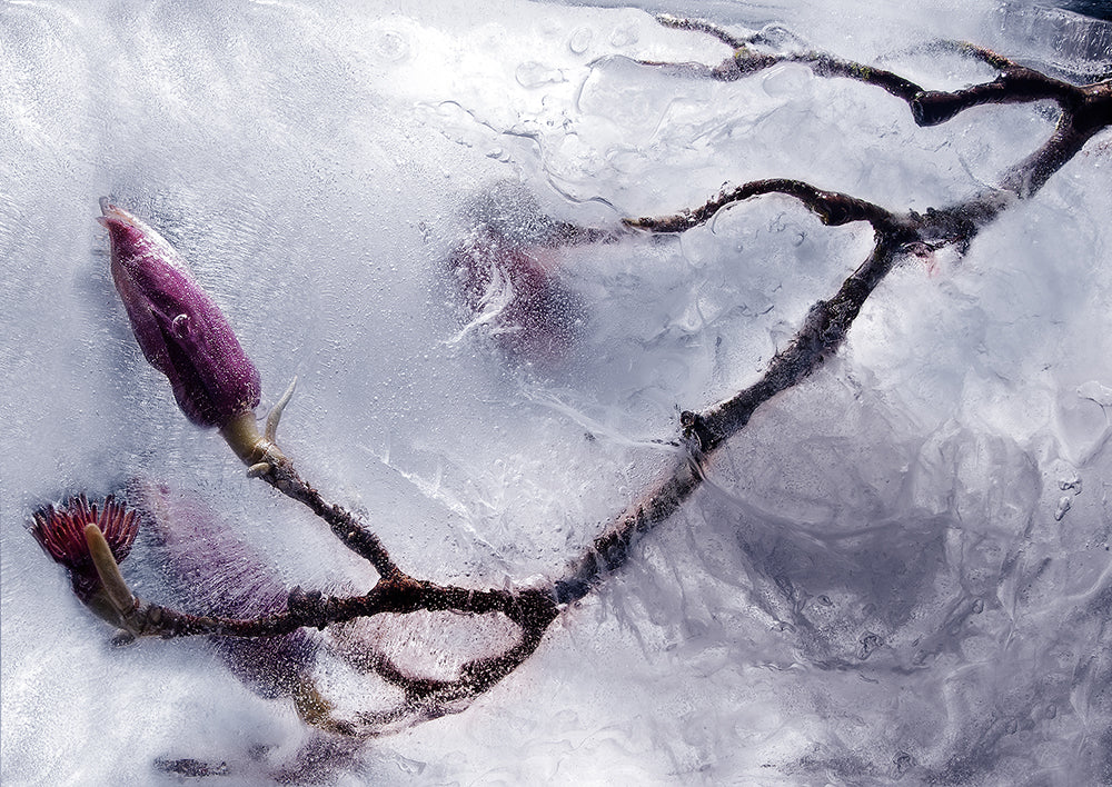 Eric Stampfli - Jane Magnolia 13 (Photography) - Ethos Arts Inc.