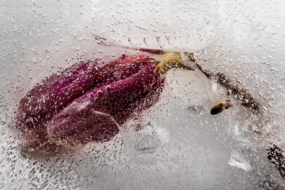Eric Stampfli - Jane Magnolia 7 (Photography) - Ethos Arts Inc.