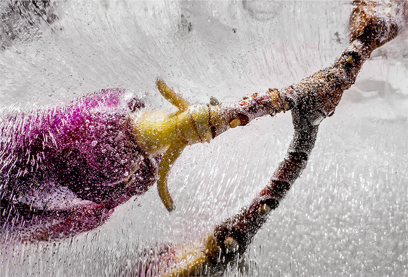 Eric Stampfli - Jane Magnolia 3 (Photography) - Ethos Arts Inc.