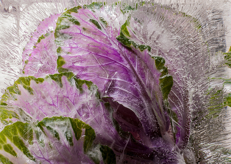 Eric Stampfli - Kale 87 (Photography) - Ethos Arts Inc.
