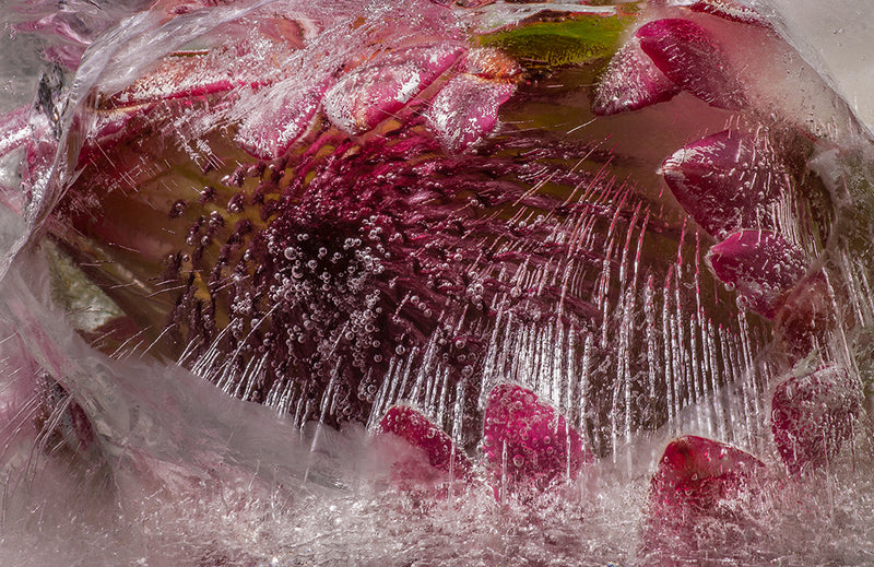 Eric Stampfli - Protea 63 (Photography) - Ethos Arts Inc.
