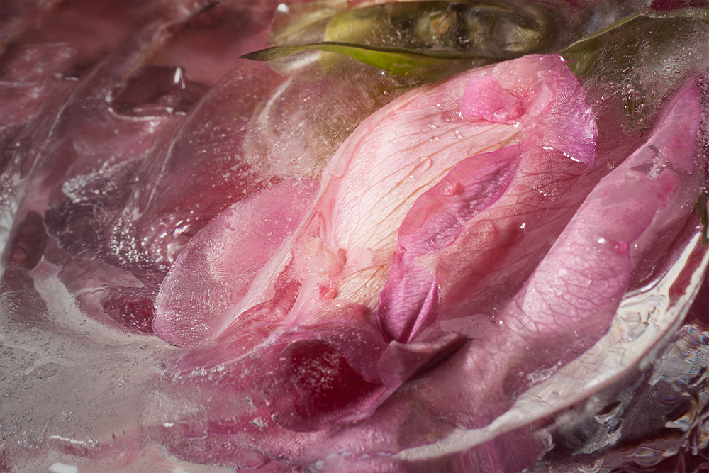 Eric Stampfli - Roses (Photography) - Ethos Arts Inc.