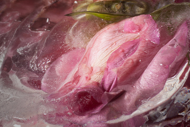 Eric Stampfli - Roses (Photography) - Ethos Arts Inc.
